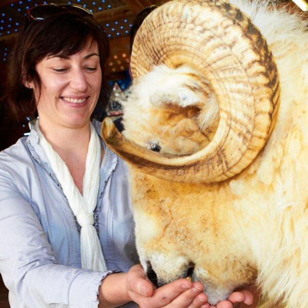 2 135 the point sheep shearing 1561417502