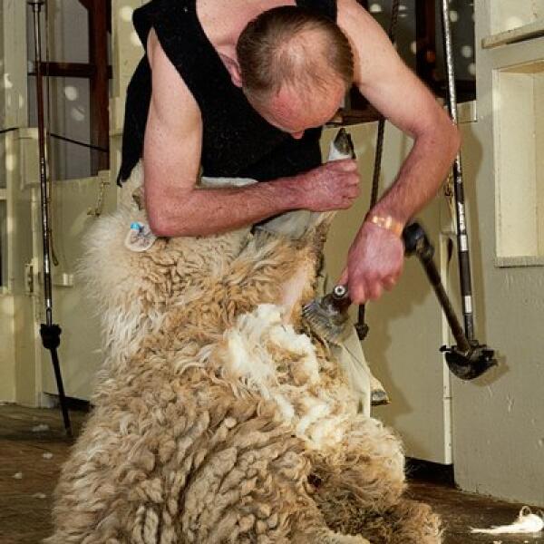 3 135 the point sheep shearing 1498615054