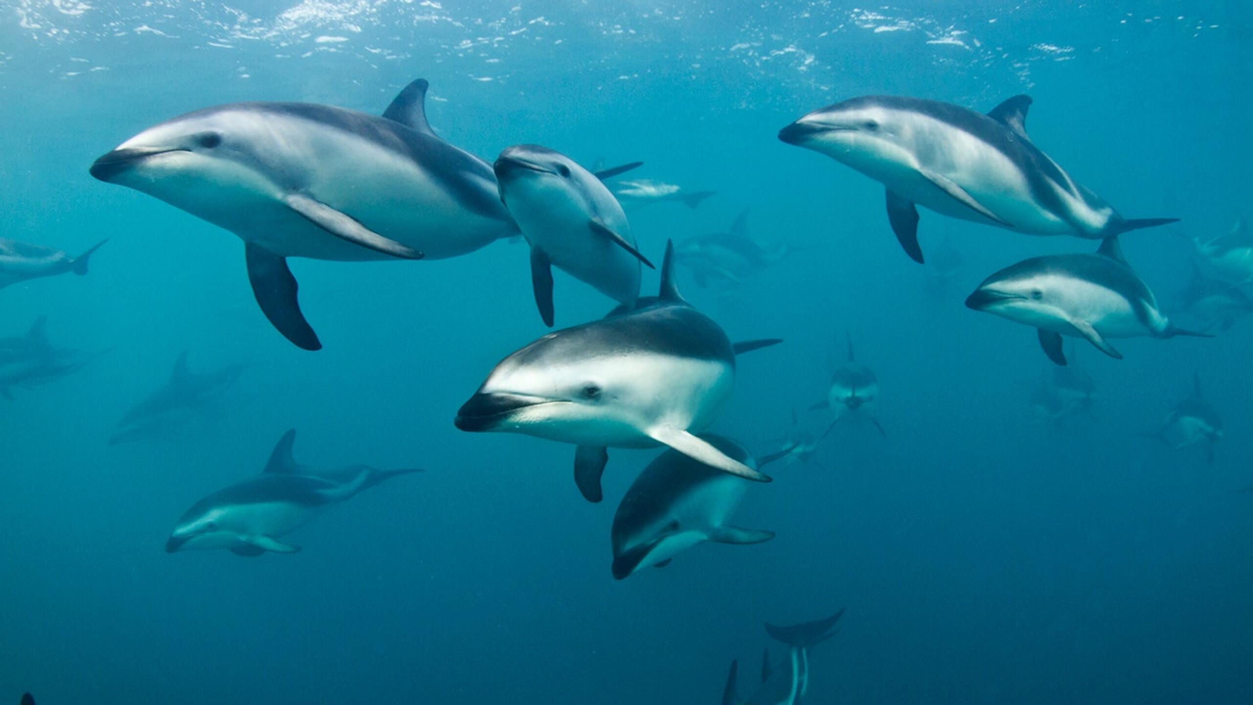 1 94 dolphin encounter 1559614910
