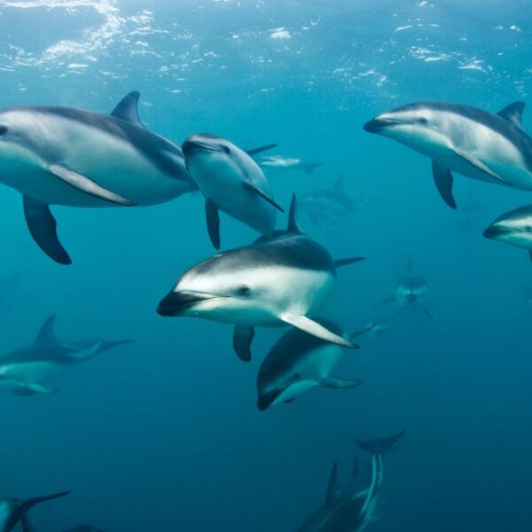 1 94 dolphin encounter 1559614910