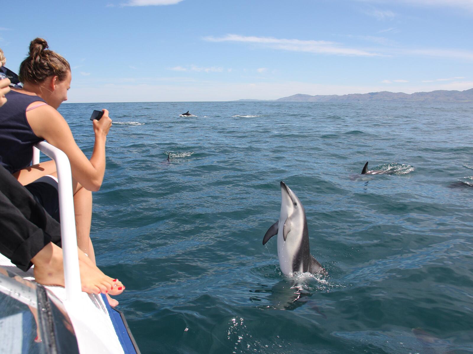 Dolphin Encounter Kaikoura photo Dennis Buurman