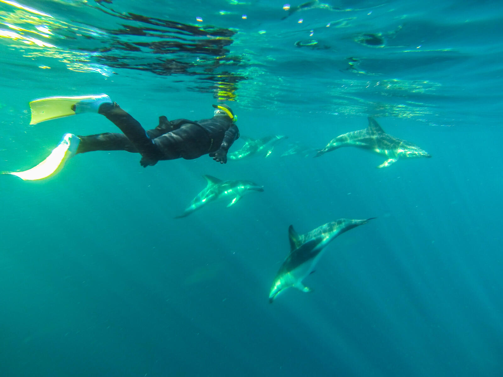 Dolphin High Res 1 of 1
