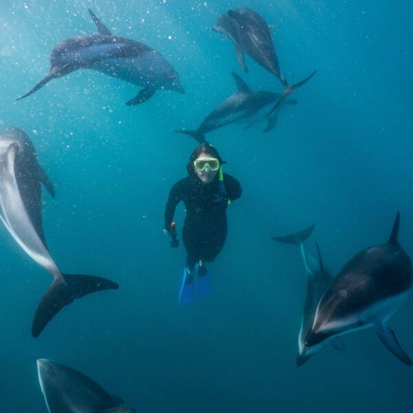 Dolphin Magic in Kaikoura