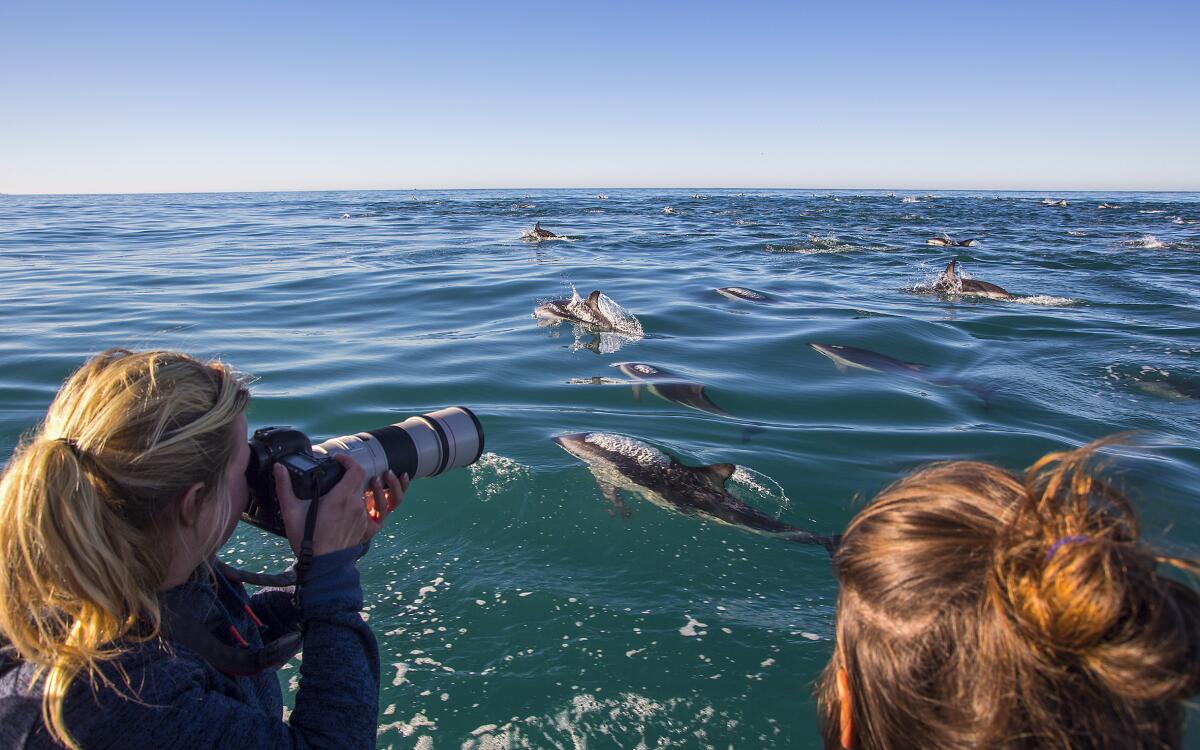 Dolphins People in Kaikoura