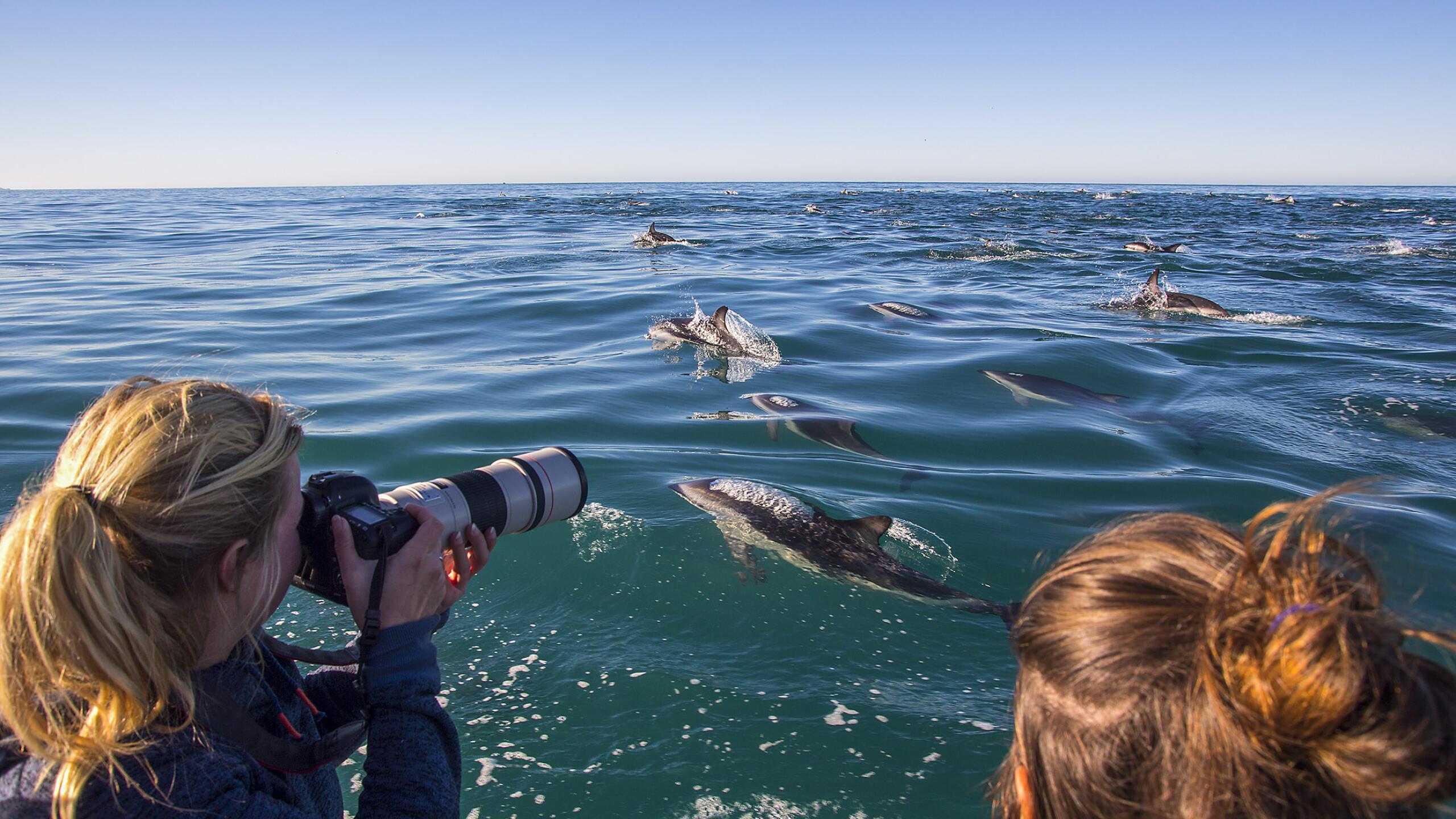 Dolphins People in Kaikoura