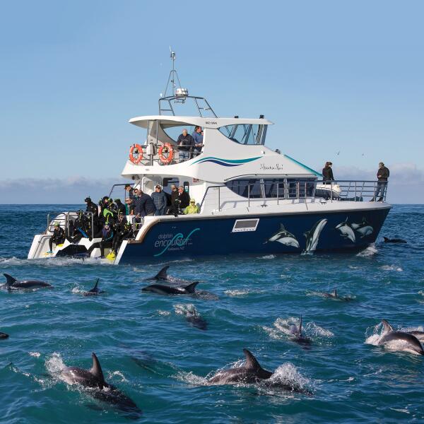 Moana Nui Image with Dolphins