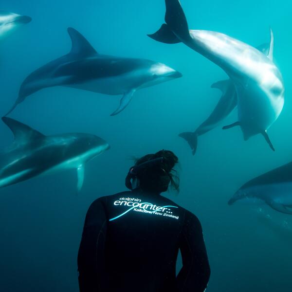 Swimming with Dolphins in Kaikoura
