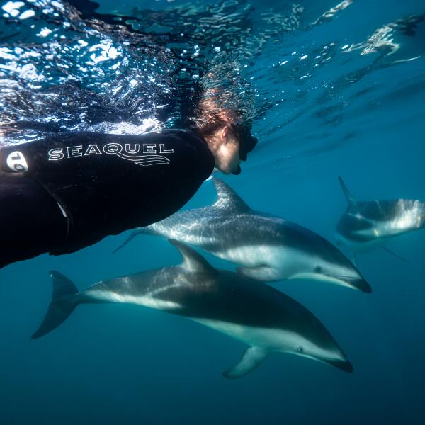 Underwater beauty in Kaikoura