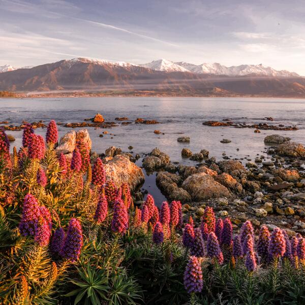 6 Kaikoura Elopement Co