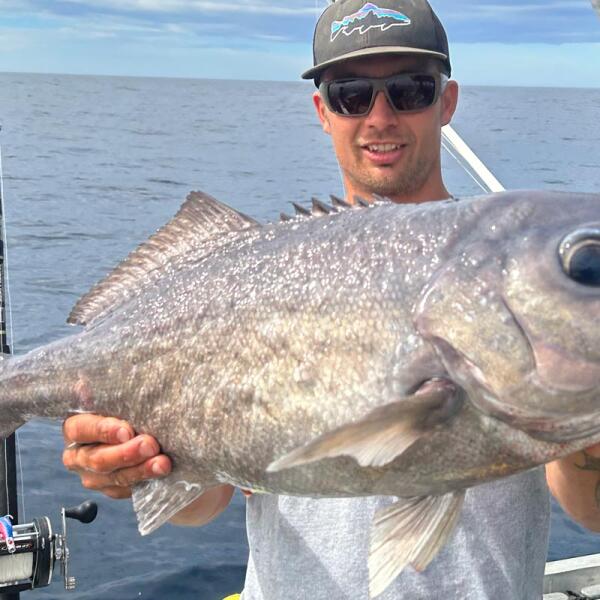 kaikoura fishing grouper bluenose trip.