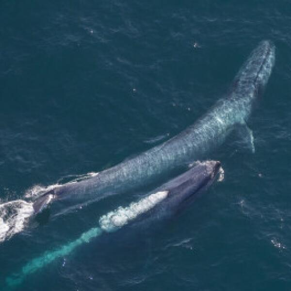 2 144 kaikoura helicopters 1567469212 FitMaxWzM1MiwyNjRd