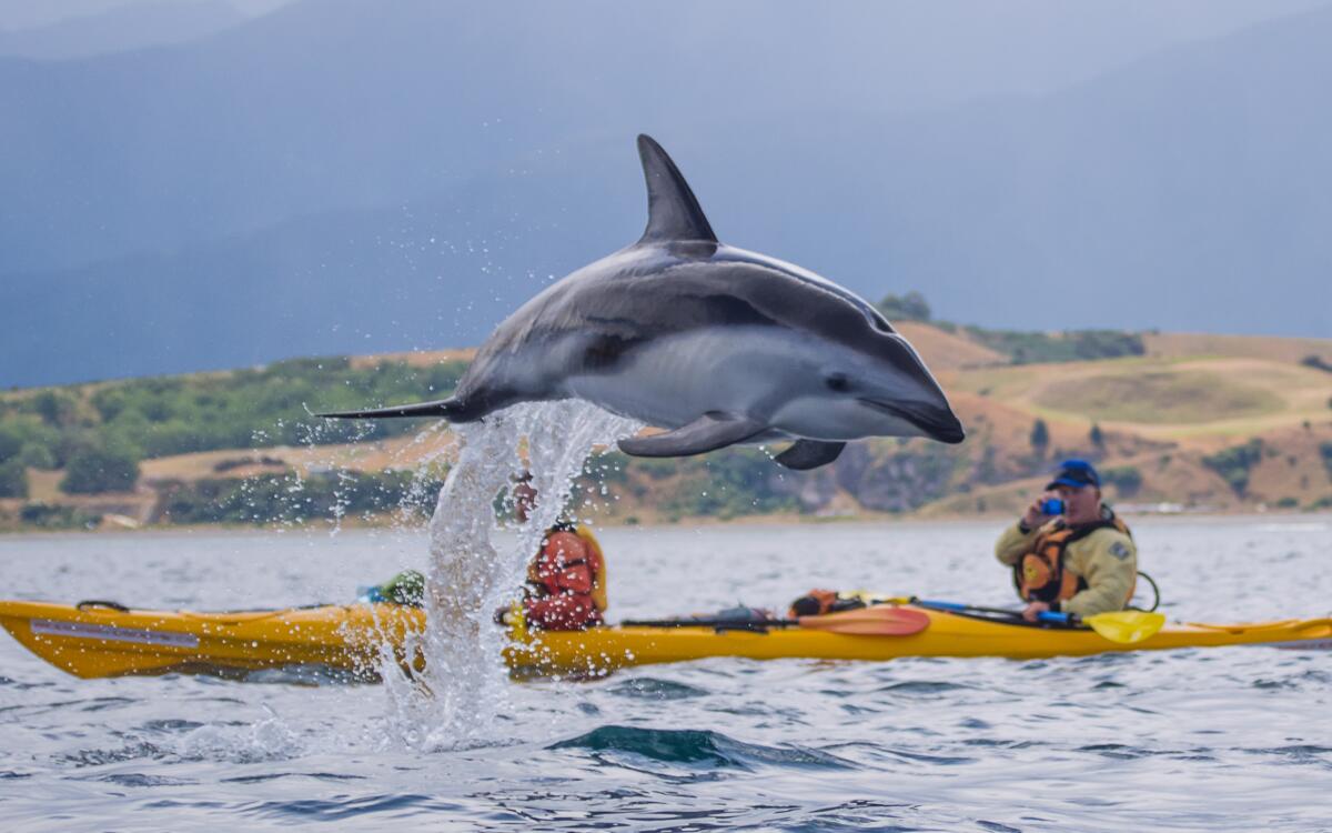 1 95 kaikoura kayaks 1559006663 v2