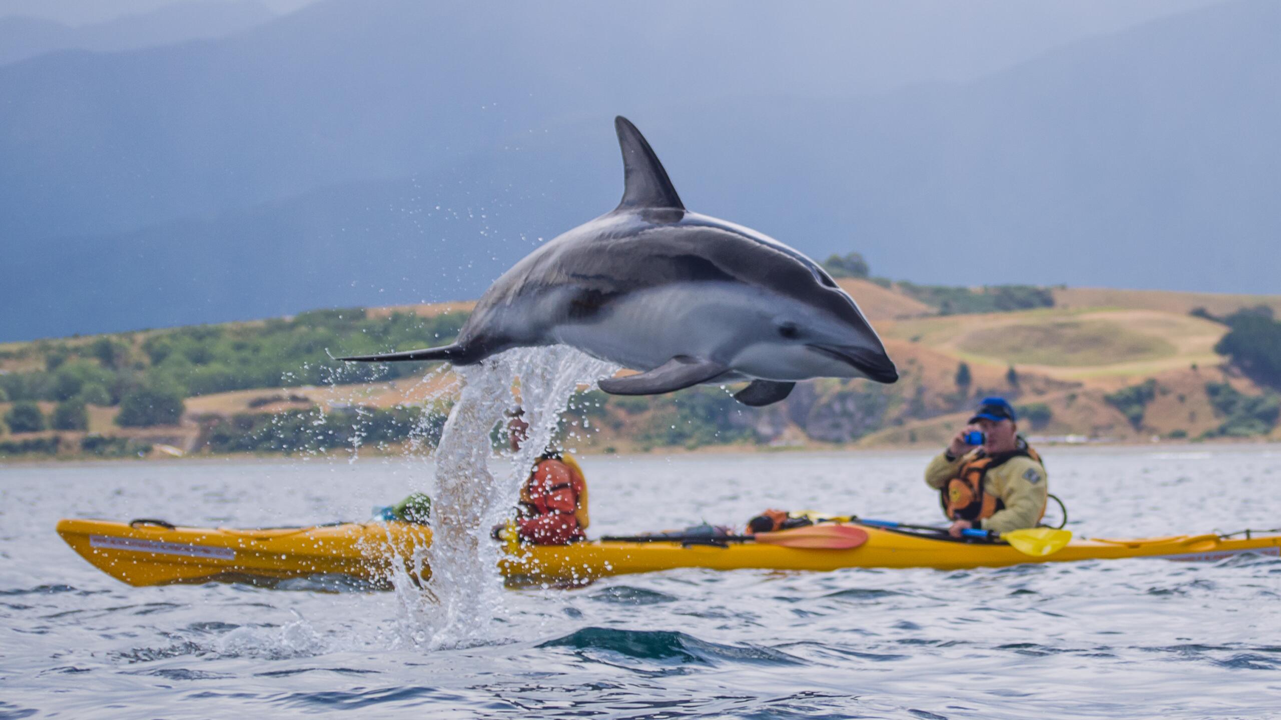 1 95 kaikoura kayaks 1559006663 v2