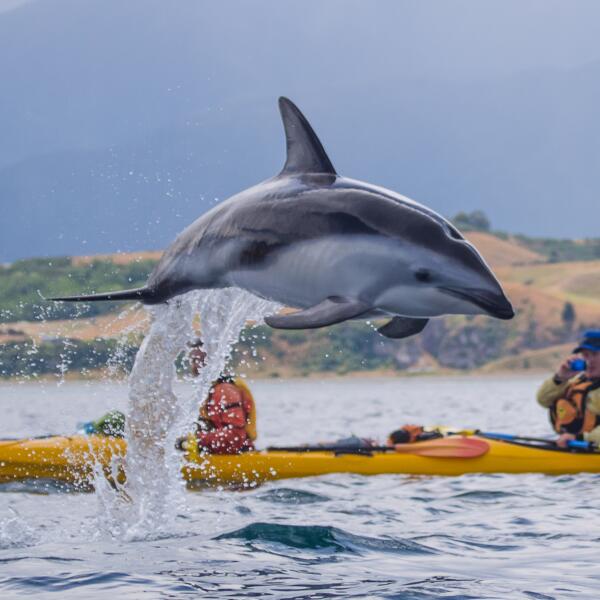 1 95 kaikoura kayaks 1559006663 v2