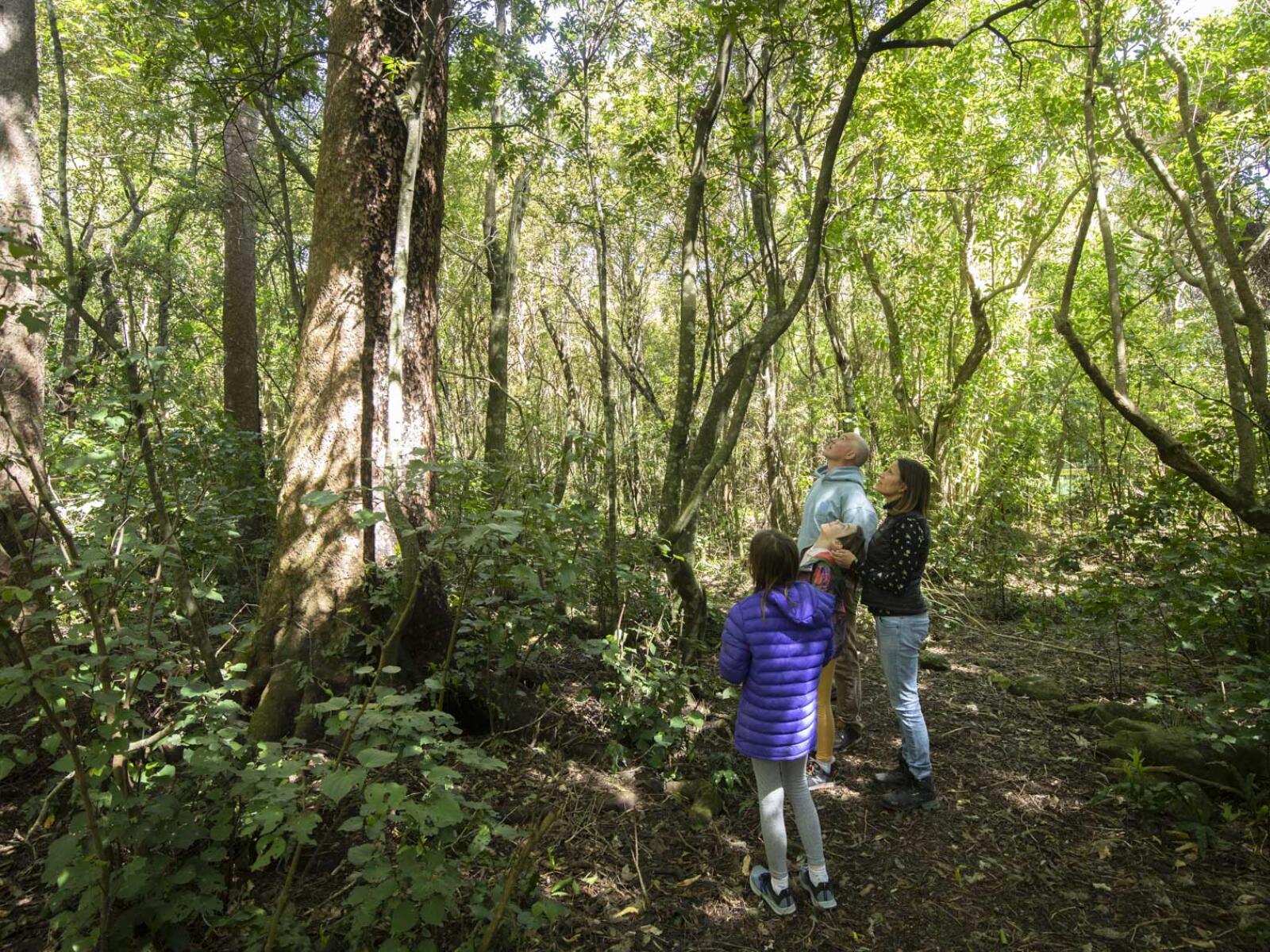 Puhi Puhi Reserve