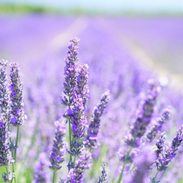 2 119 lavendyl lavender farm 1559358915