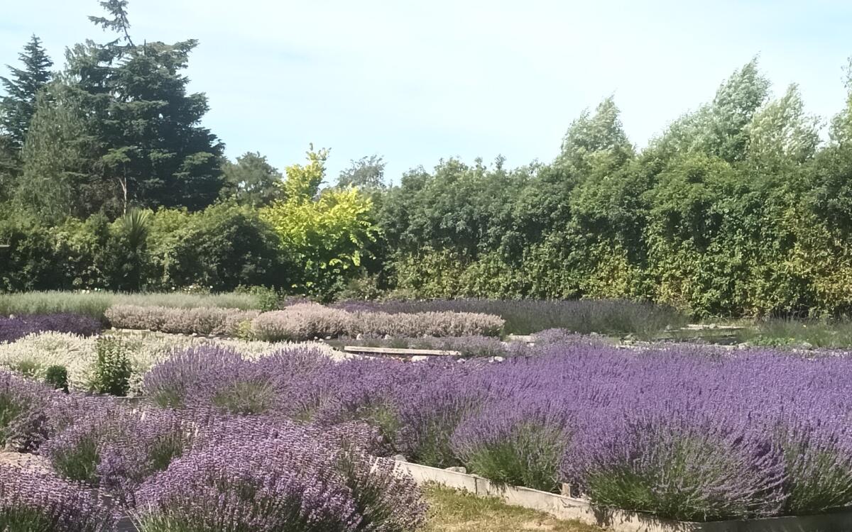 Lavender circle of thyme