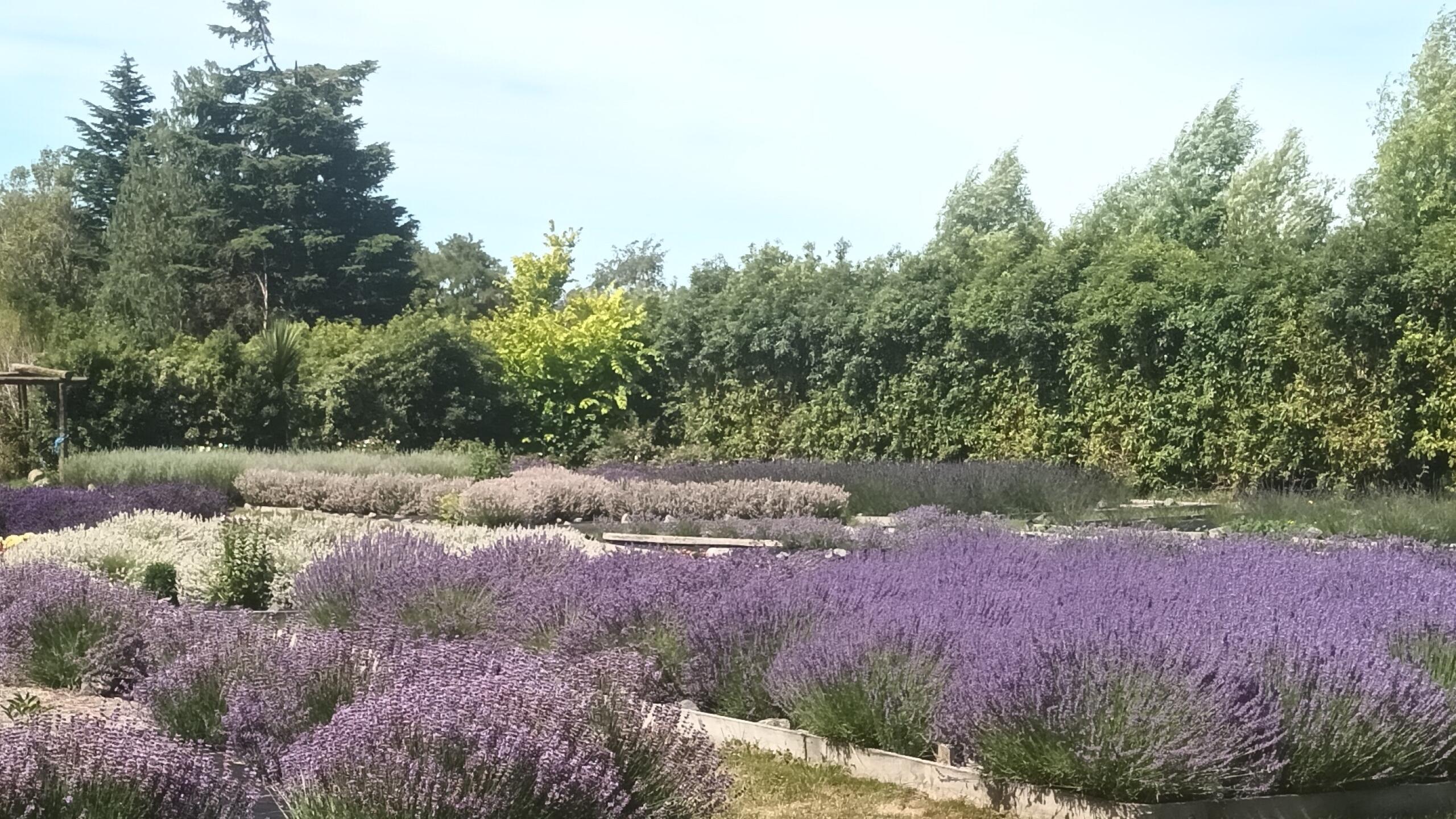 Lavender circle of thyme