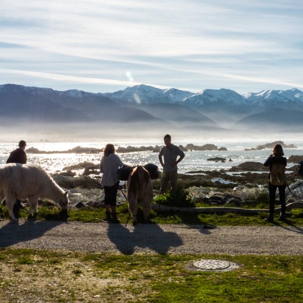1 178 llama trekking kaikoura 1605740170