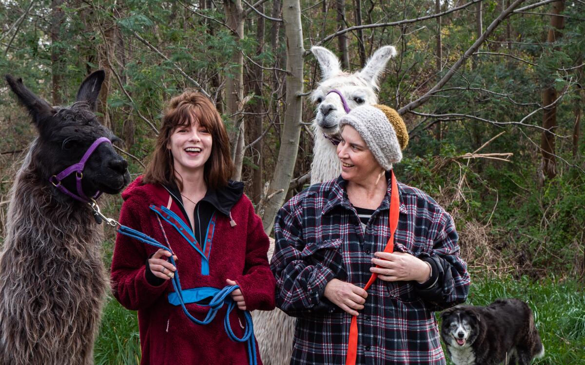 3 178 llama trekking kaikoura 1605740170