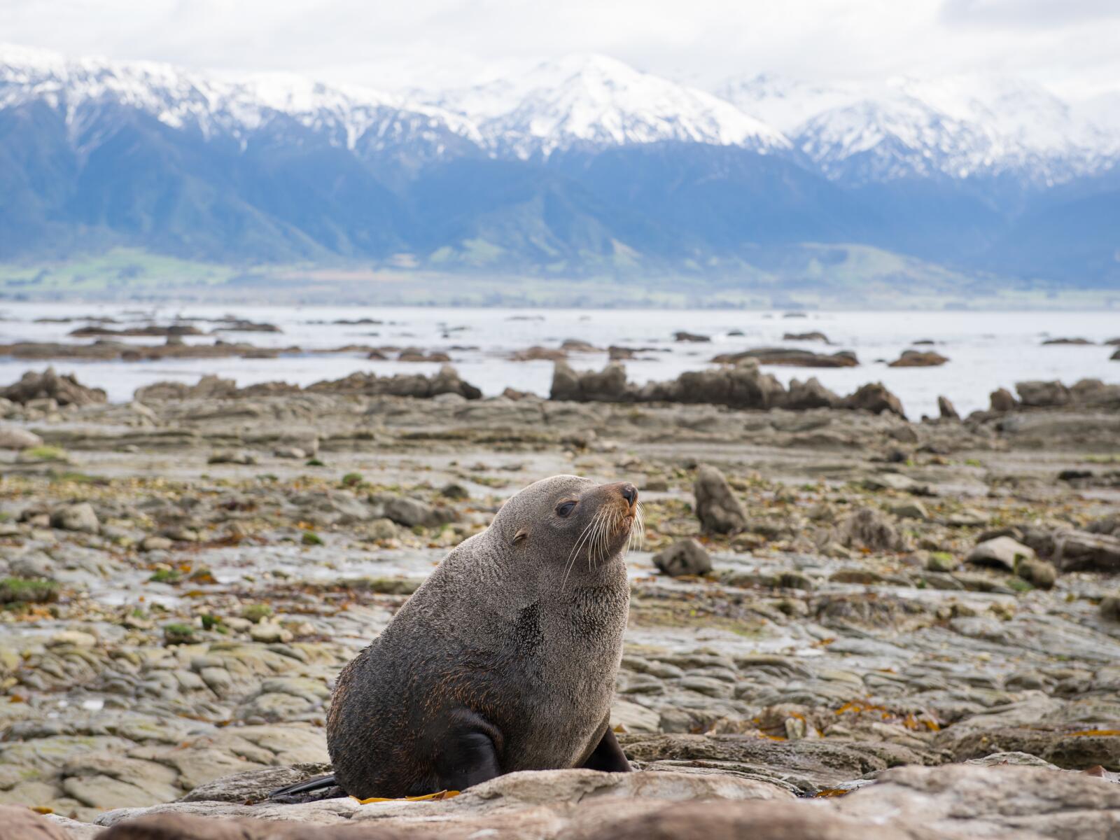 Kaikoura Seal Colony