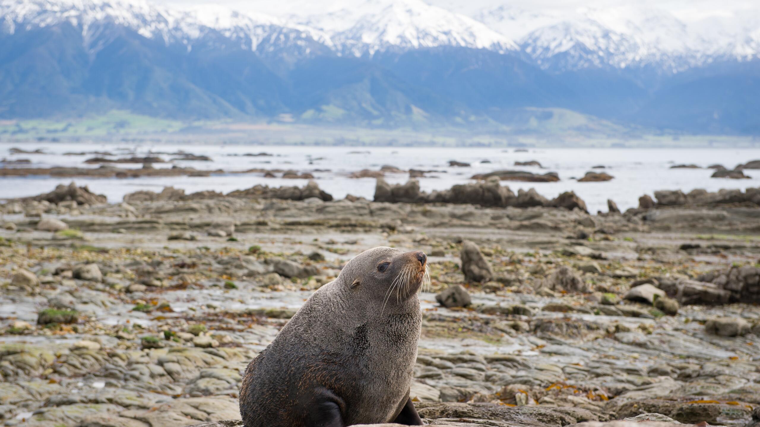 Kaikoura Seal Colony