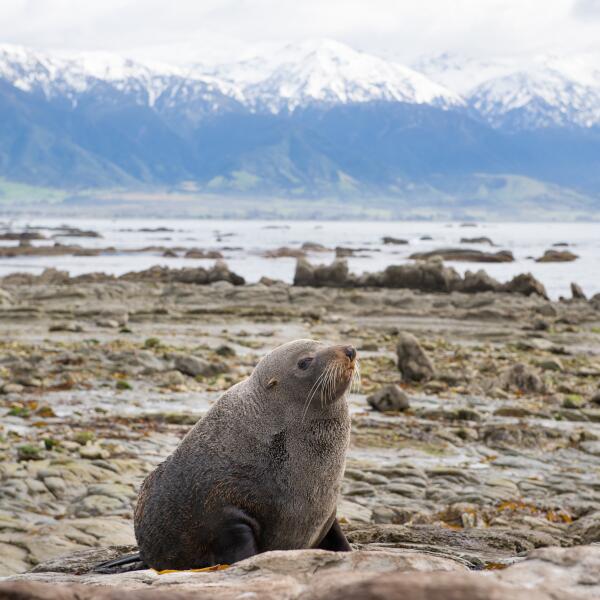 Kaikoura Seal Colony
