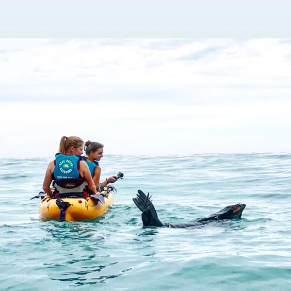 3 120 seal kayak kaikoura 1559268961