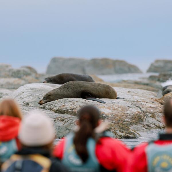 Seal Kayak 1
