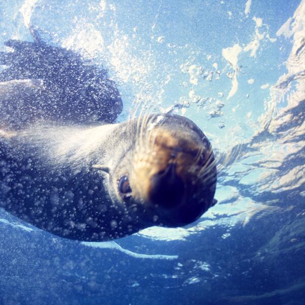 Seal 2 edit