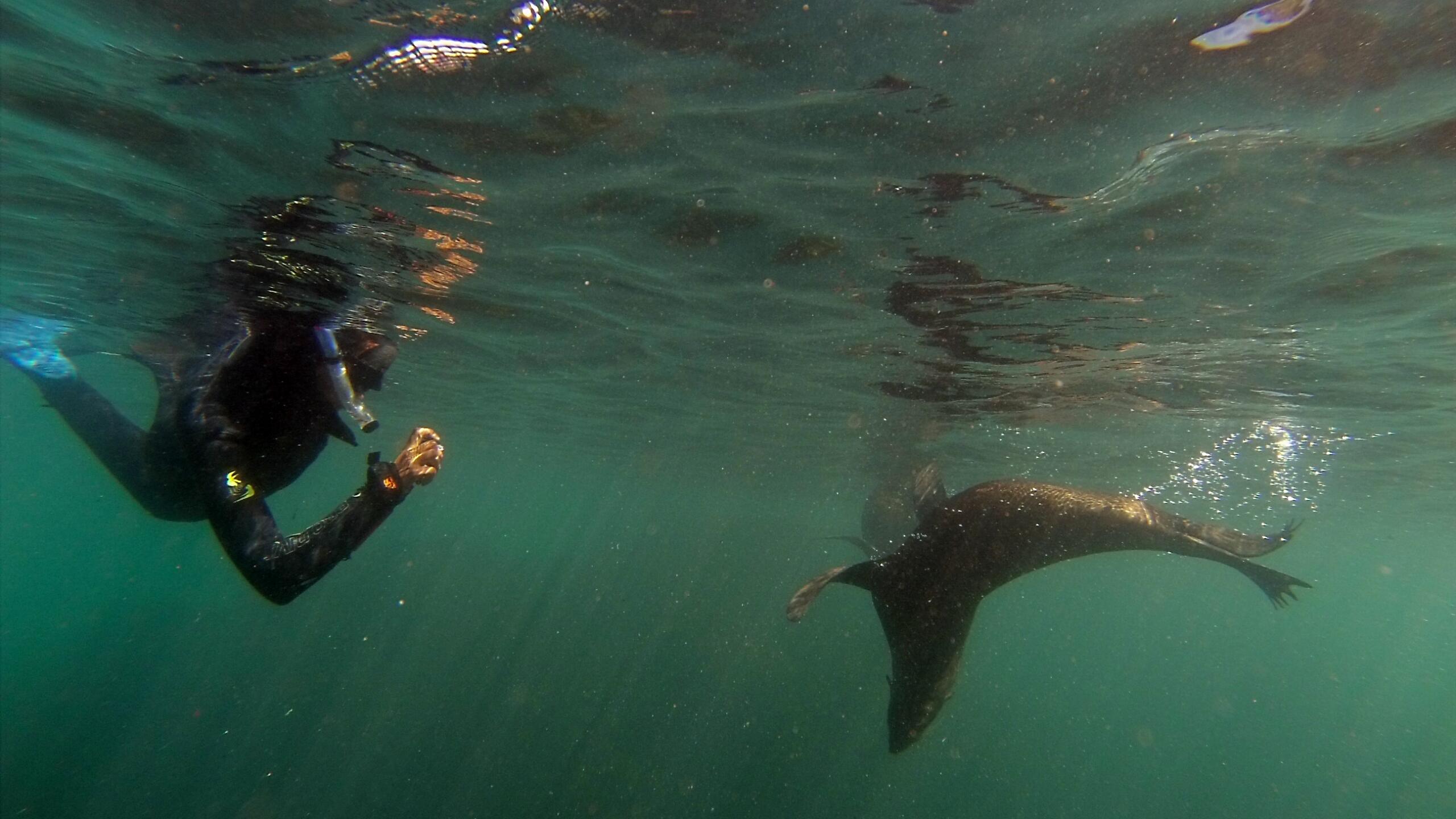 seal swimer and seal 2