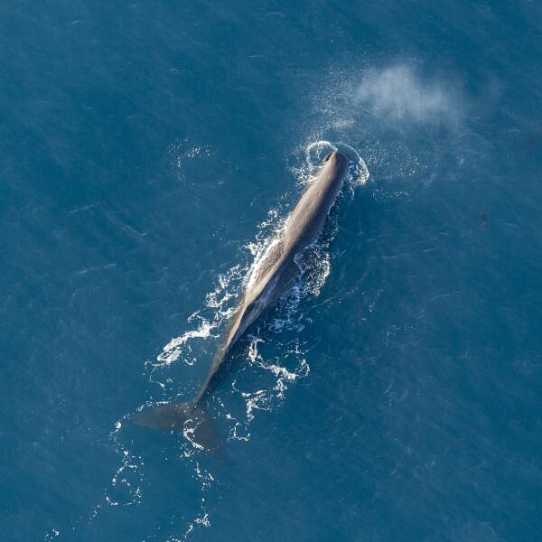 GC Spermwhale copy
