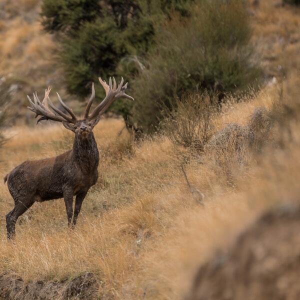 2 129 spey creek trophy hunting 1603659862