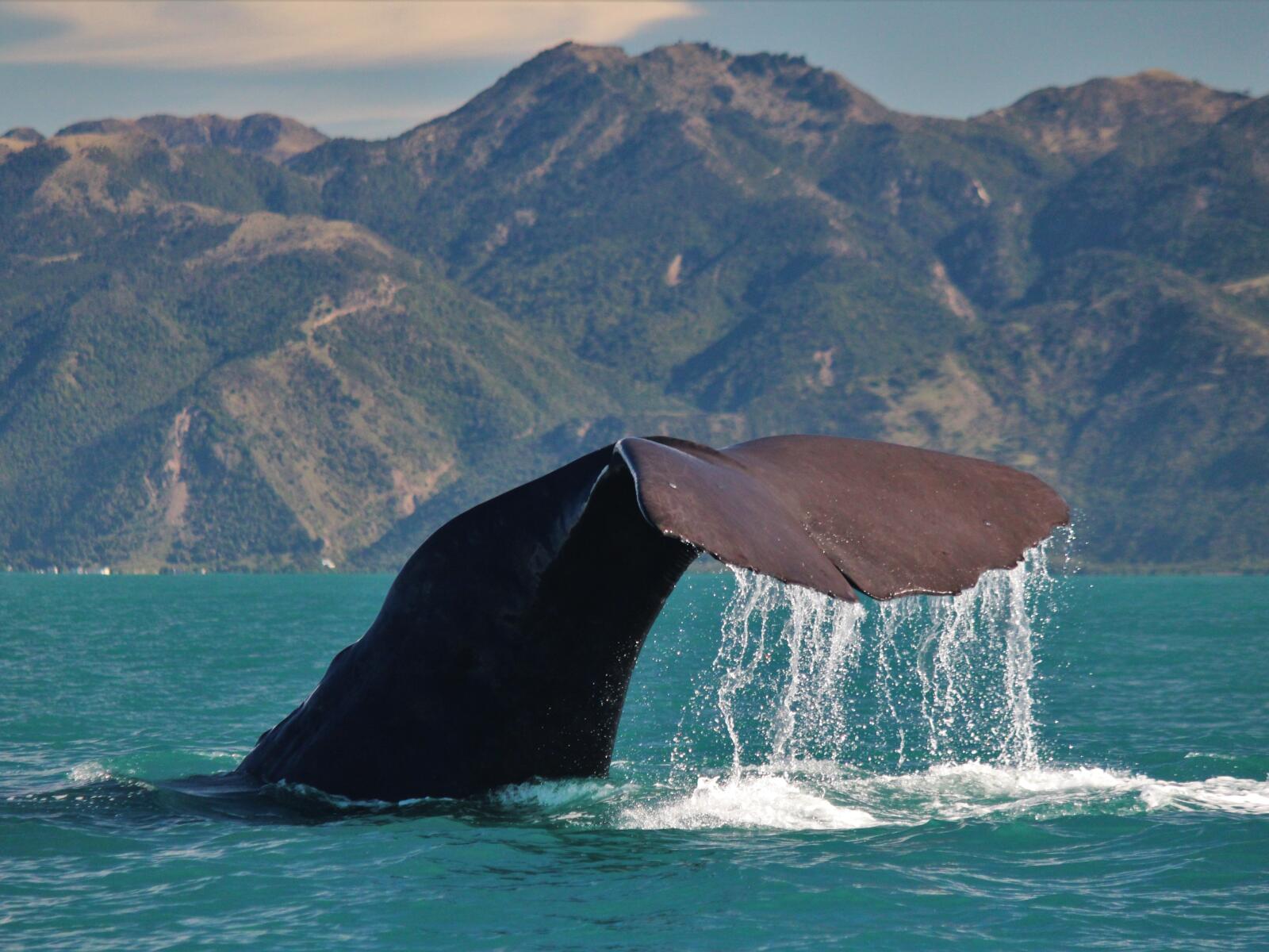 2 141 whale watch kaikoura 1576893152
