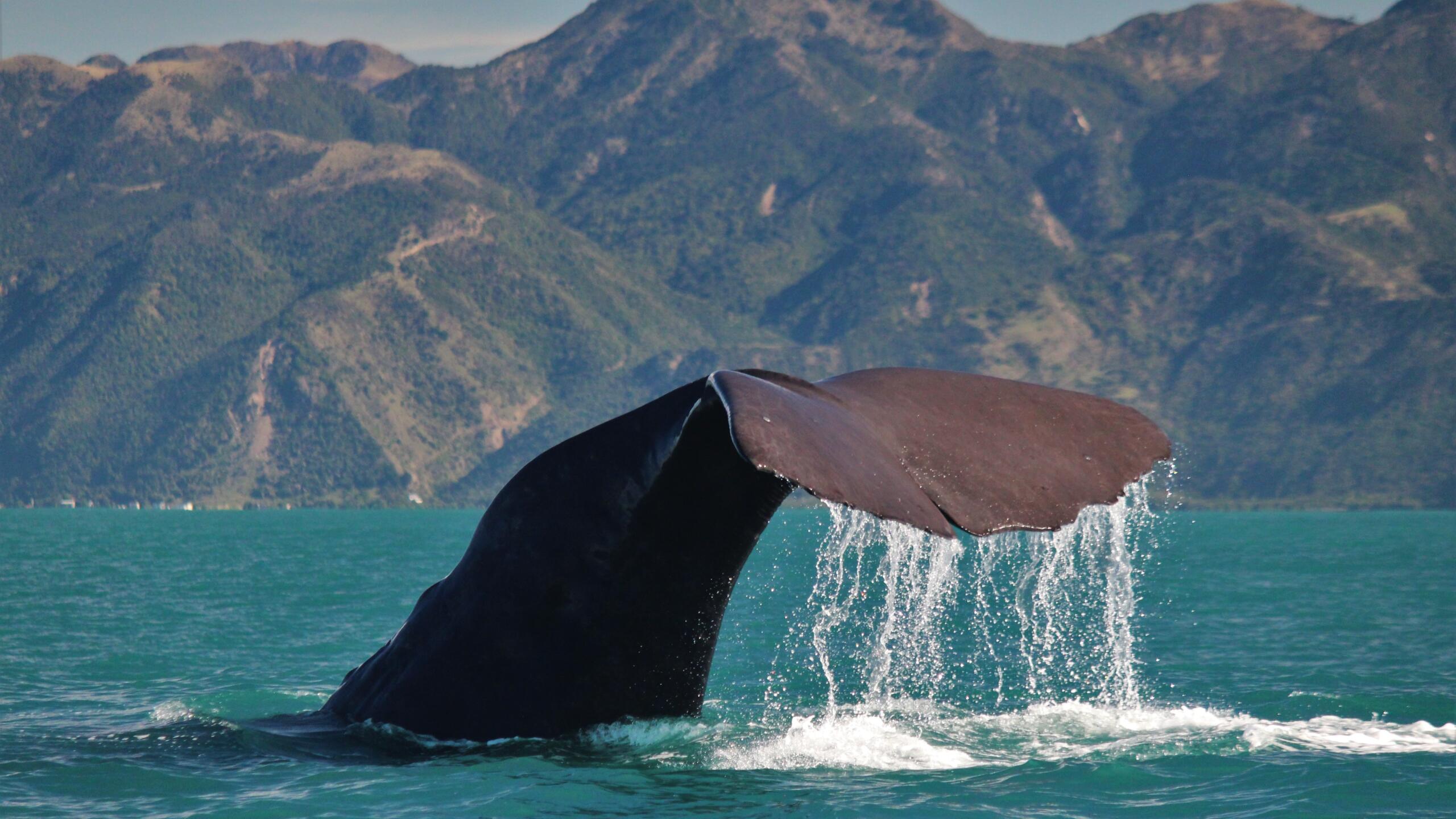 2 141 whale watch kaikoura 1576893152