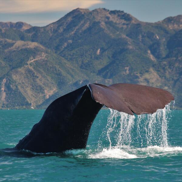 2 141 whale watch kaikoura 1576893152