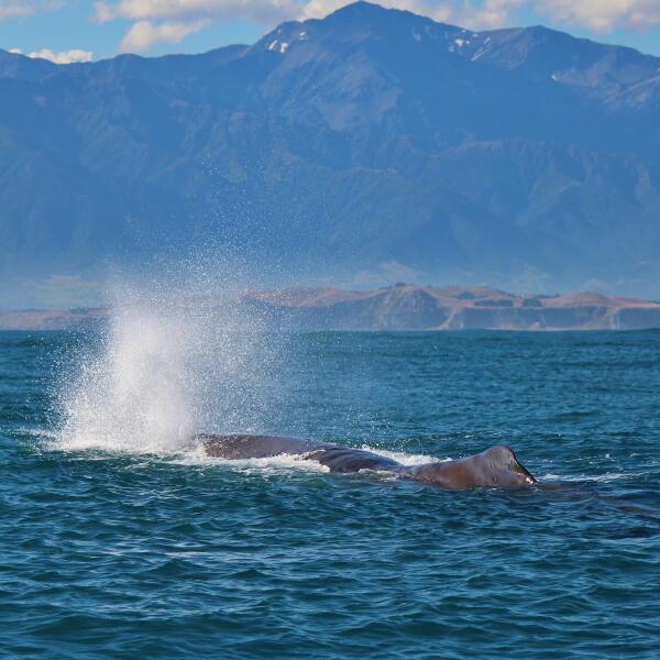 3 141 whale watch kaikoura 1576893152