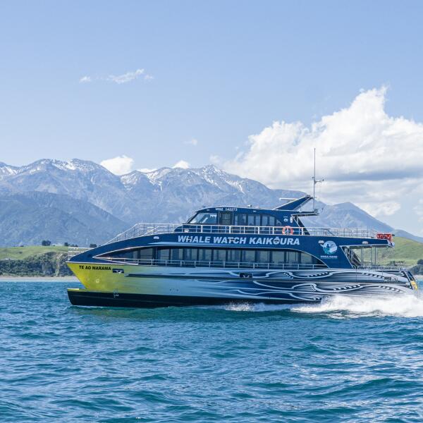 Te Ao Marama Whale Watch