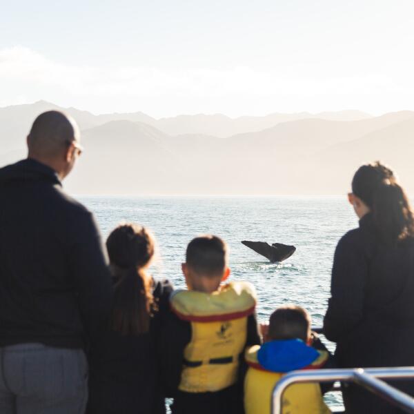 Whale Watch