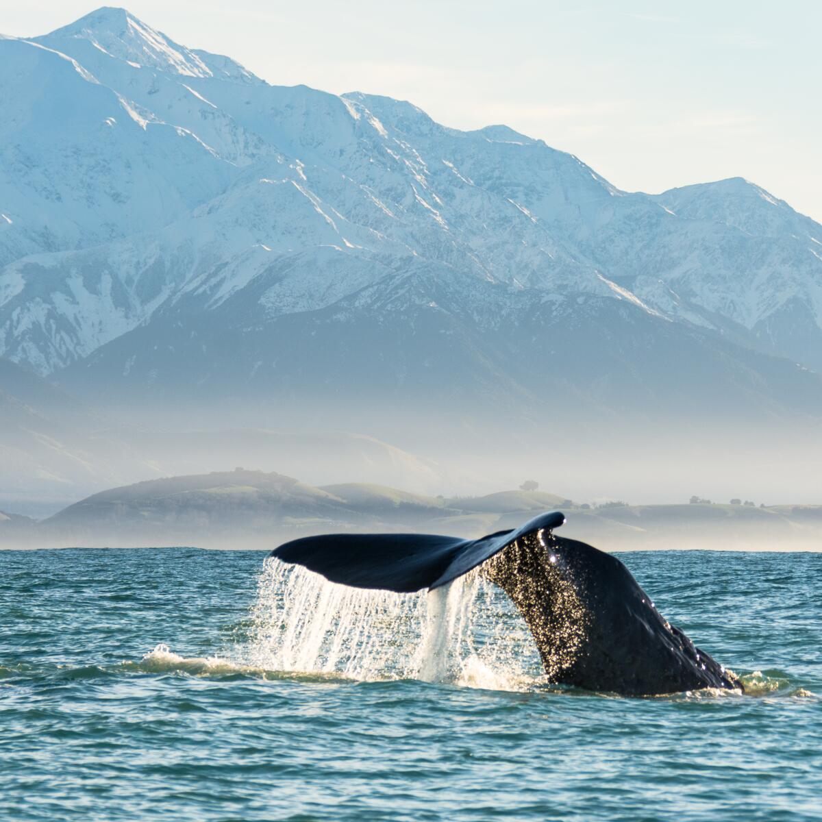 Whales Tale Whale Watch Kaikoura BareKiwi