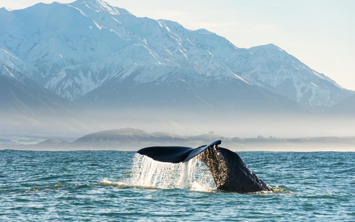 Whales Tale Whale Watch Kaikoura BareKiwi