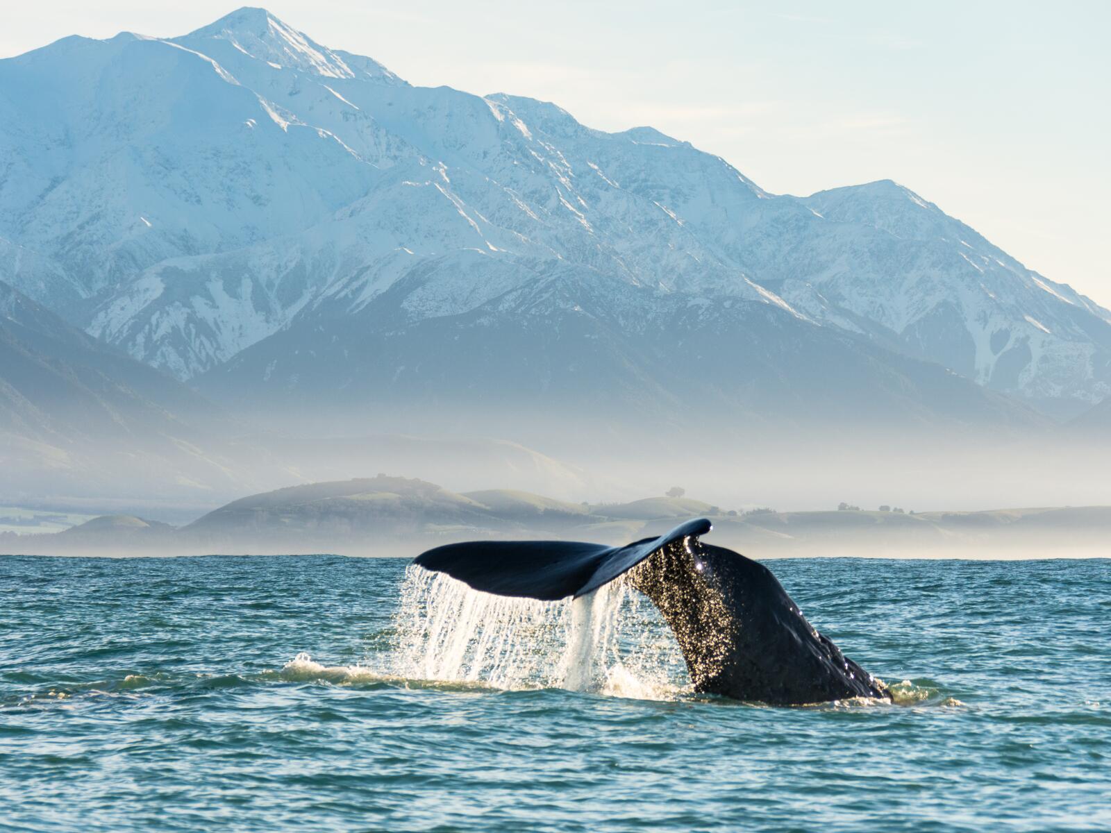 Whales Tale Whale Watch Kaikoura BareKiwi