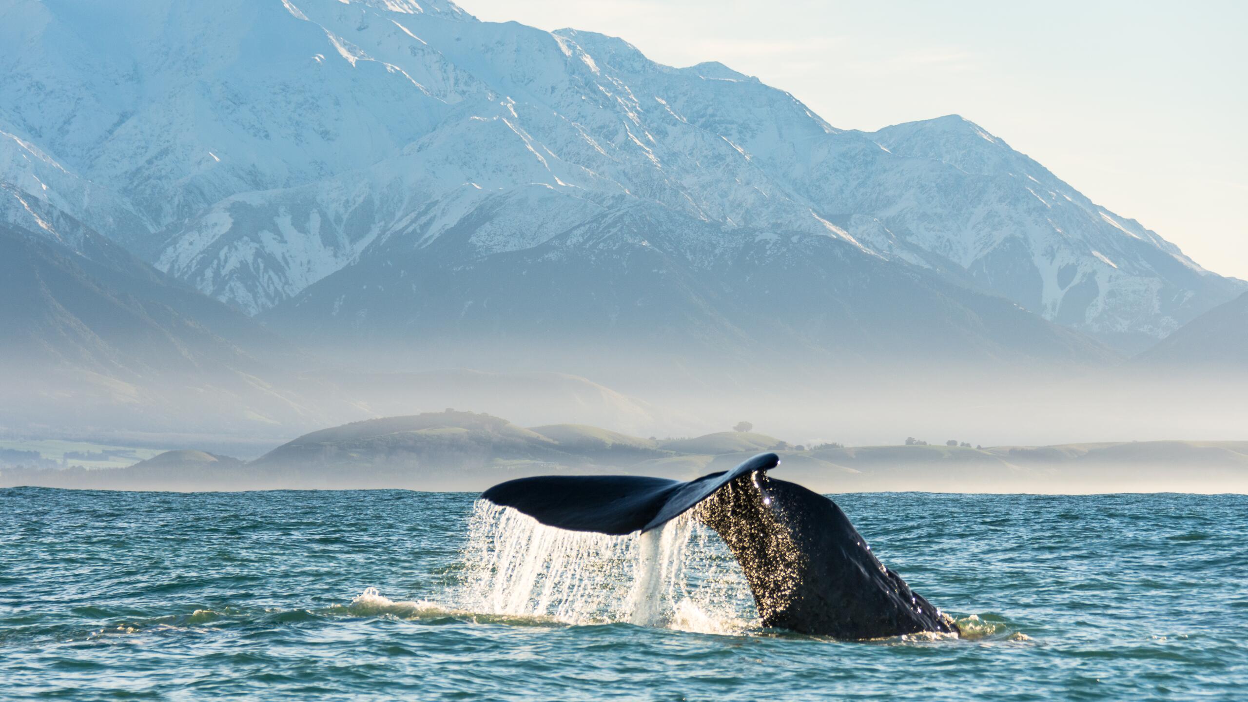 Whales Tale Whale Watch Kaikoura BareKiwi