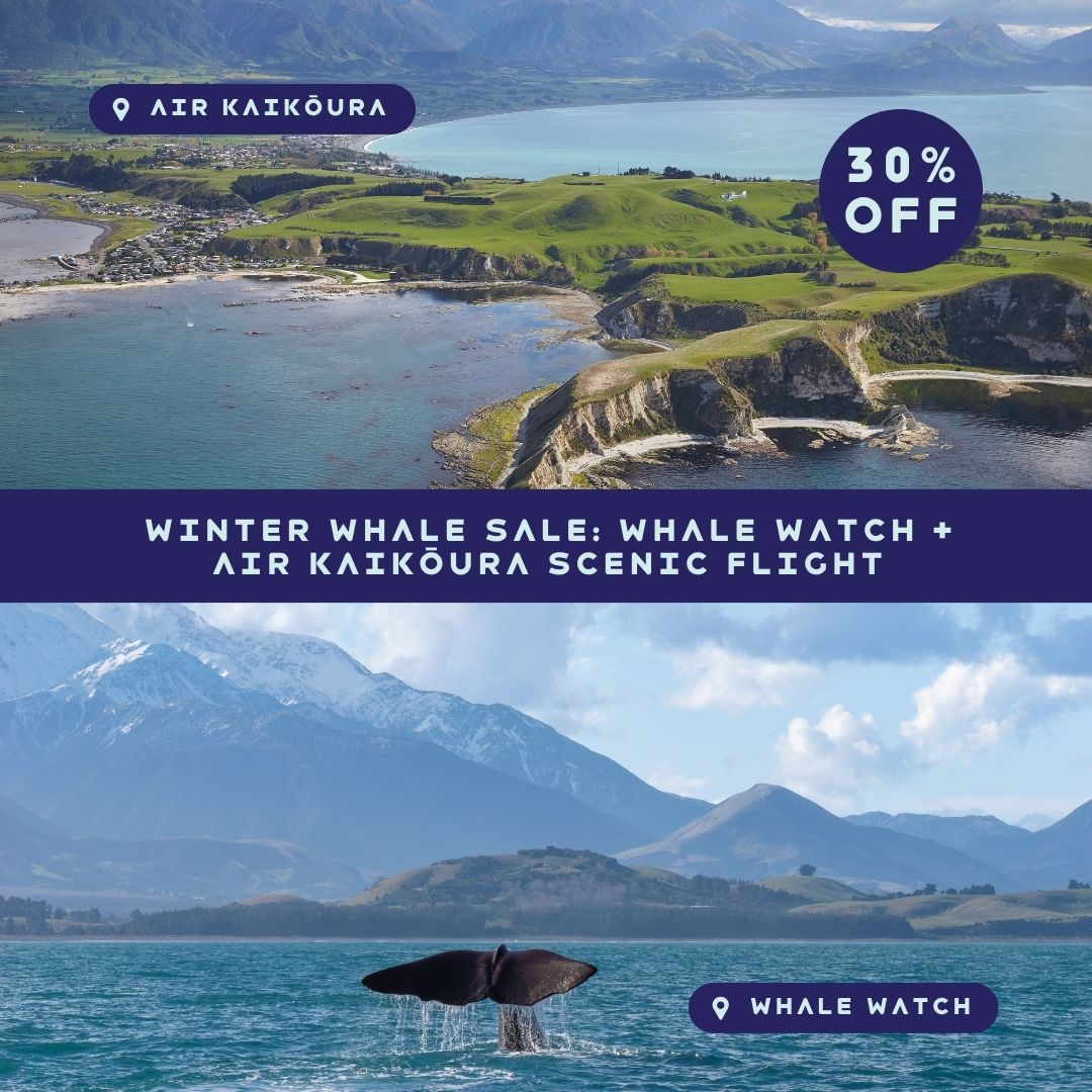 Whale Watch + Air Kaikoura Winter Deal
