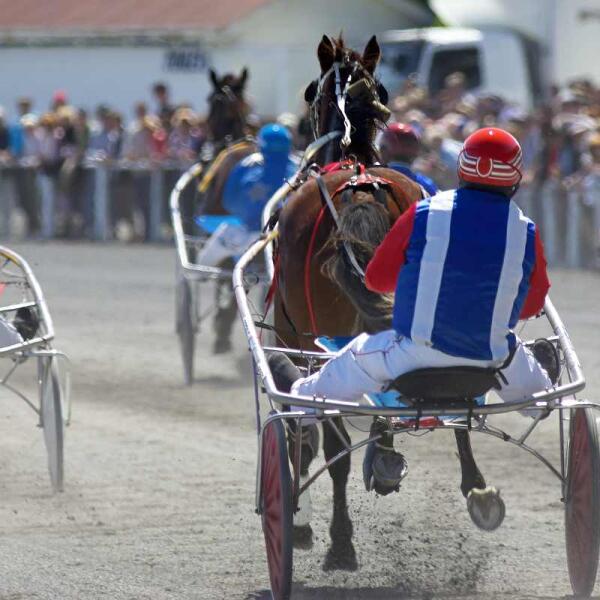 kaikoura races horses rear