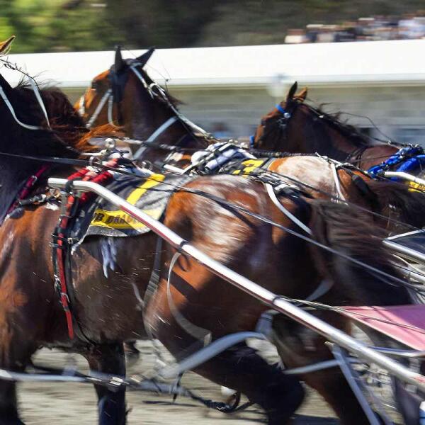 kaikoura races horses