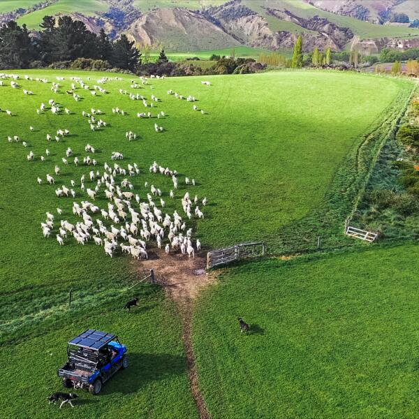 Tawanui Farm stills 32 1