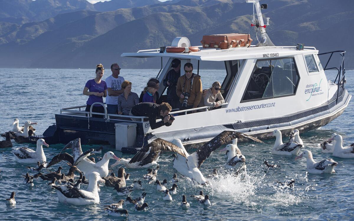 1 97 albatross encounter 1559619567 1