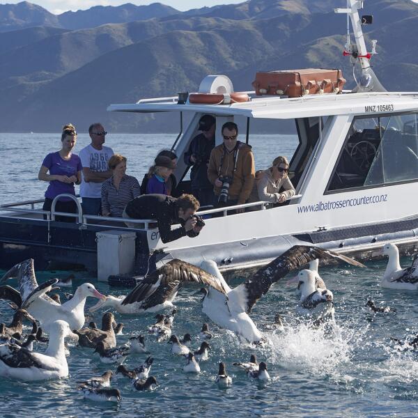 1 97 albatross encounter 1559619567 1