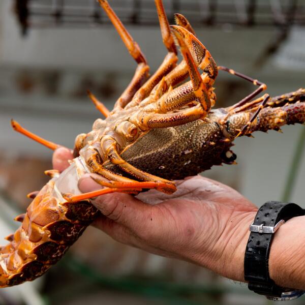 2 184 kaikoura fishing tours 1559606756